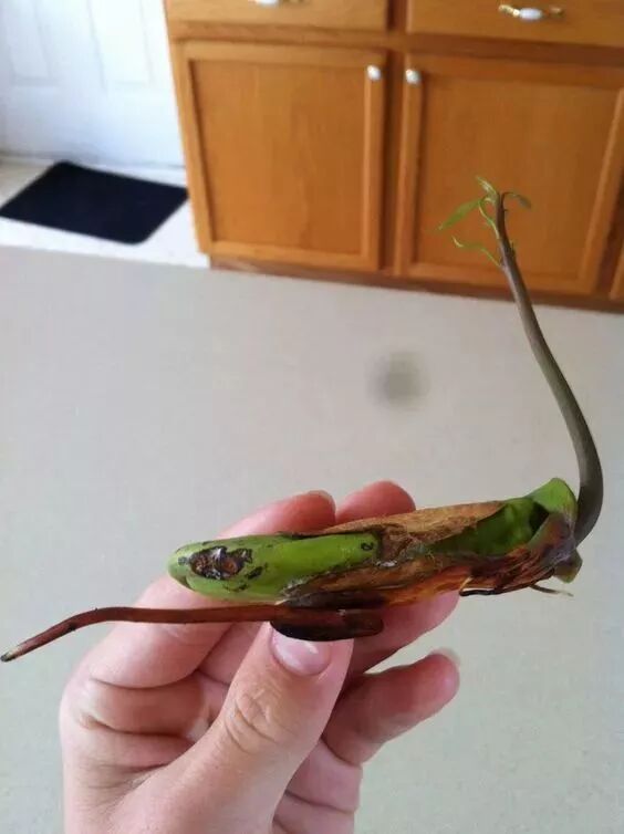 640 - 2026-04-03T165232.405.jpg